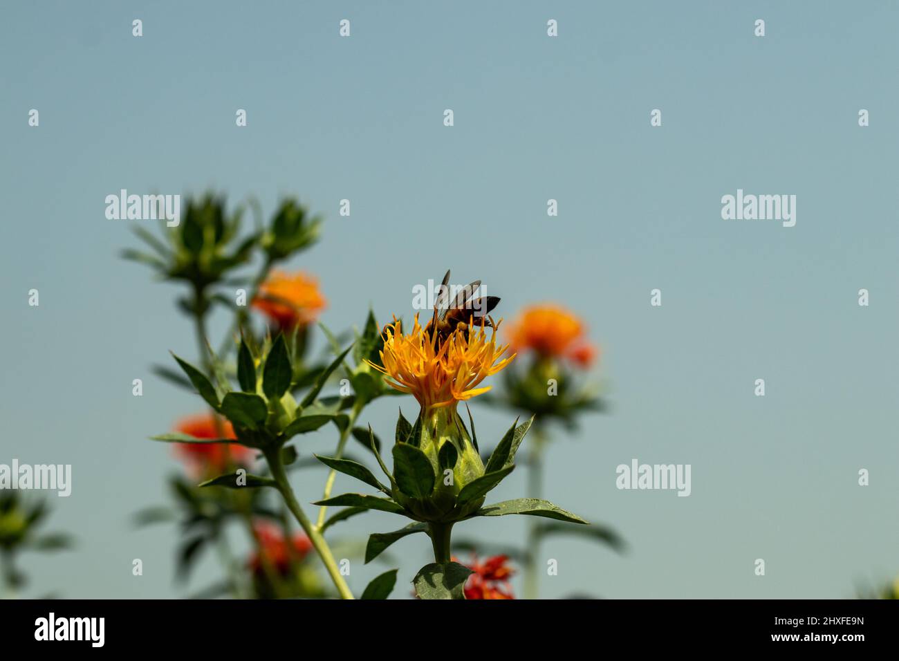 Les abeilles s'assoient sur une fleur de Saffron collectant du miel. Les autres noms bien connus pour le carthame sont Zaffer Fake Saffron et Dyer's Saffron Banque D'Images