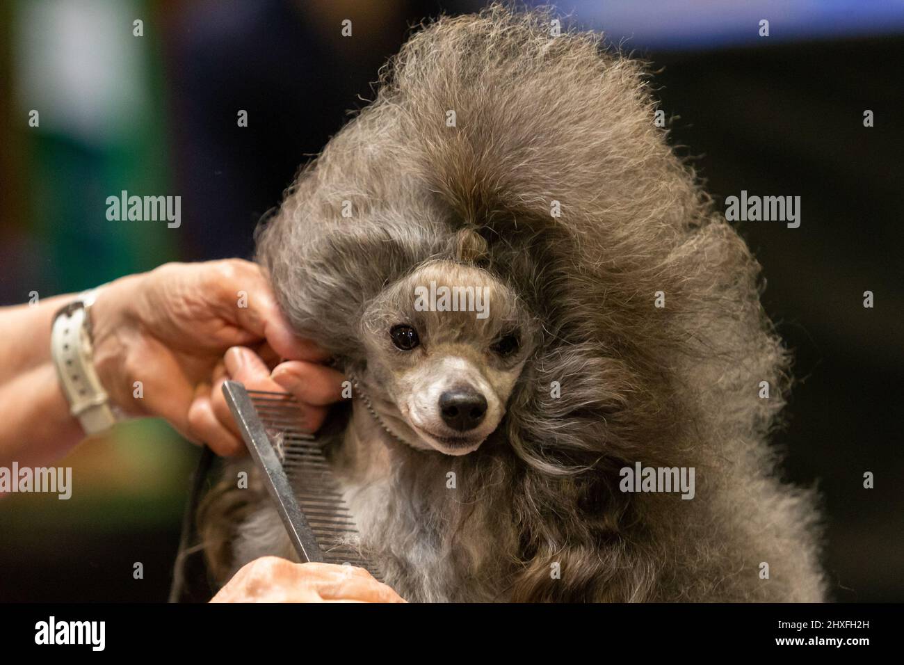 Chien en forme de chien au Crufts Dog Show 2022 Banque D'Images