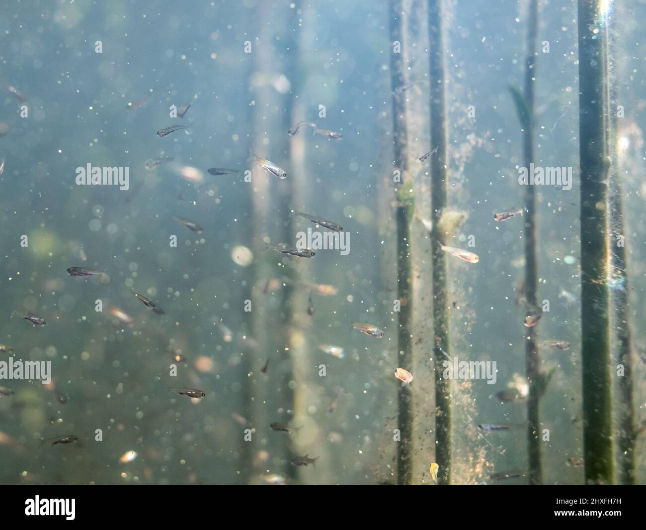 Les poissons rôdés communs alevent nager parmi les plantes aquatiques Banque D'Images