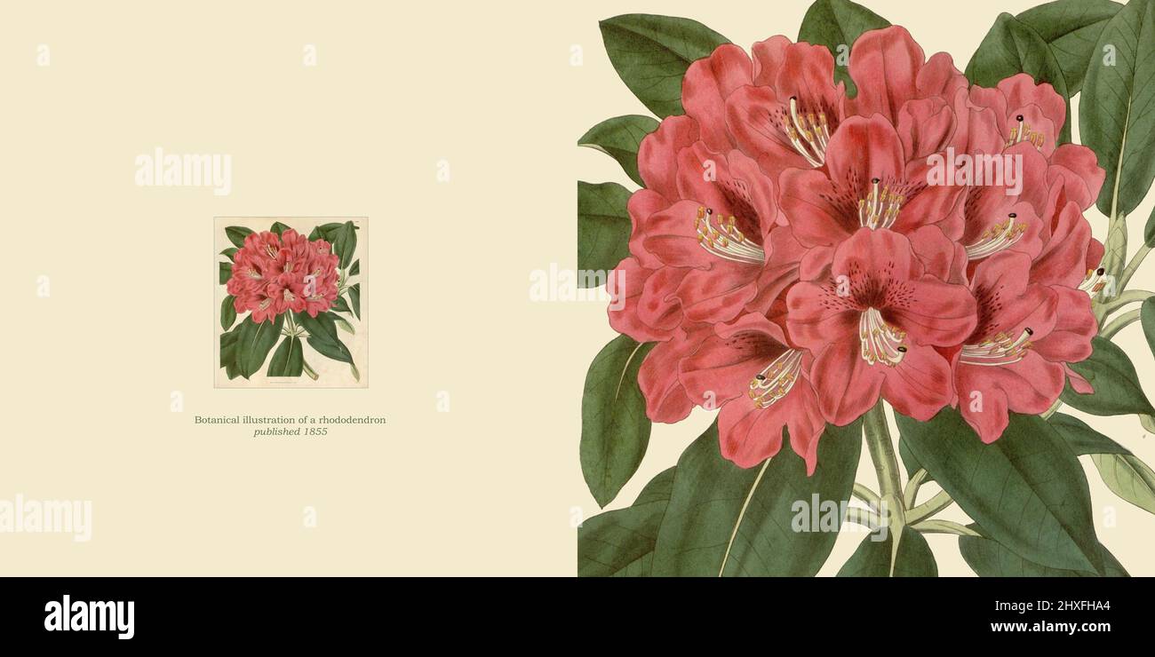 Carte de voeux design rose rhododendron moderne contemporain vintage peinture illustration Banque D'Images