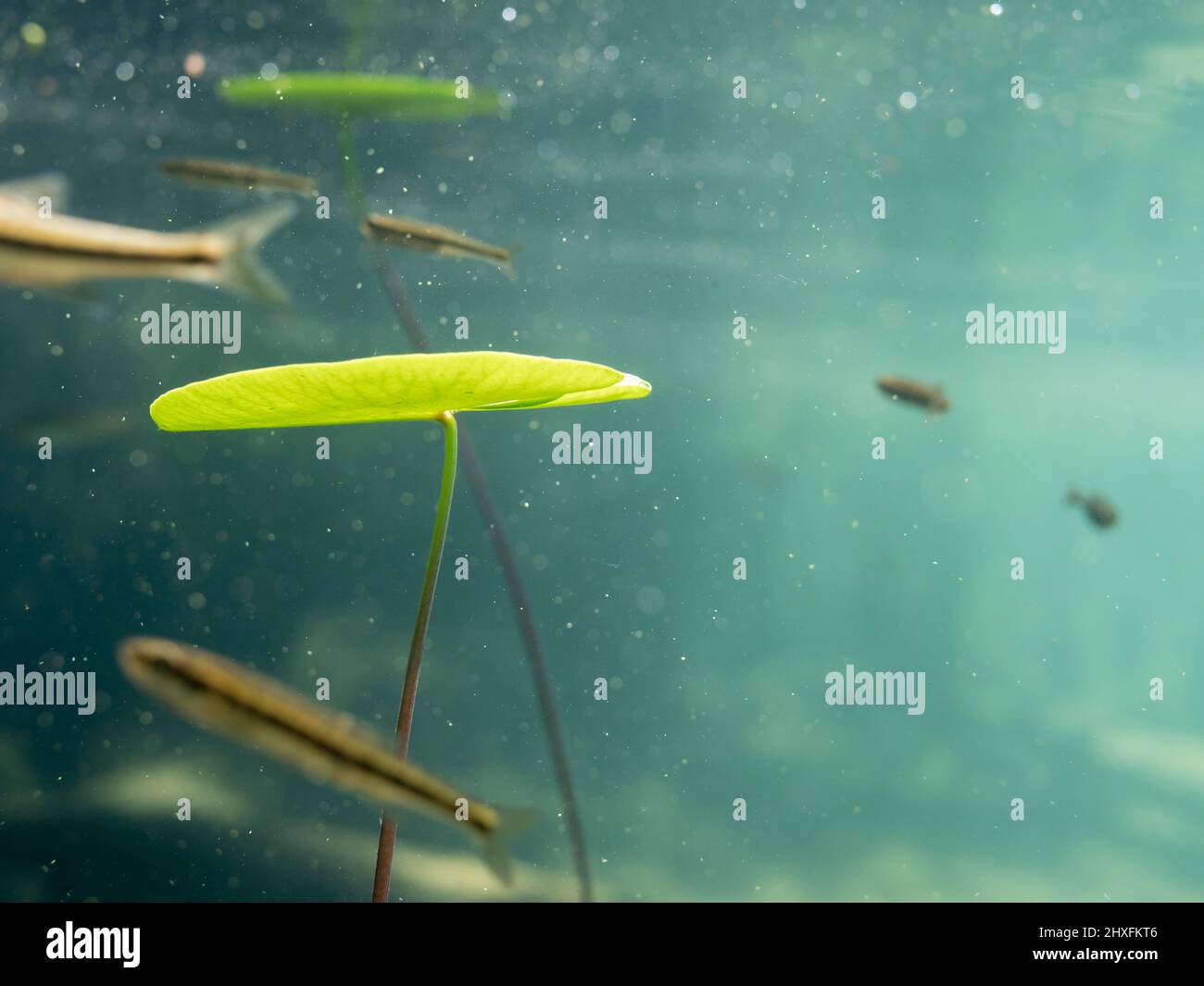 Feuilles de nénuphar sous l'eau poussant vers la surface de l'eau Banque D'Images