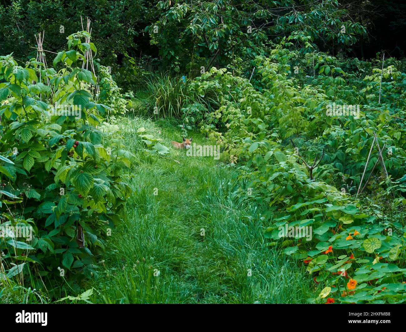 Un renard roux (capturé un peu unawares) repose à l'ombre d'un jardin bien entretenu, se cachant du soleil fort parmi les cannes à fruits. Banque D'Images