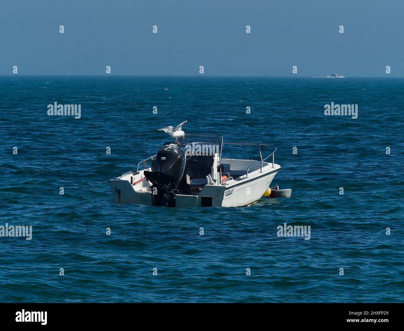 Un goéland de hareng tente de tirer profit d'une perchaude peu orthodoxe, en équilibrant de façon précise sur le moteur extérieur d'un petit bateau comme il rogue dans la houle. Banque D'Images