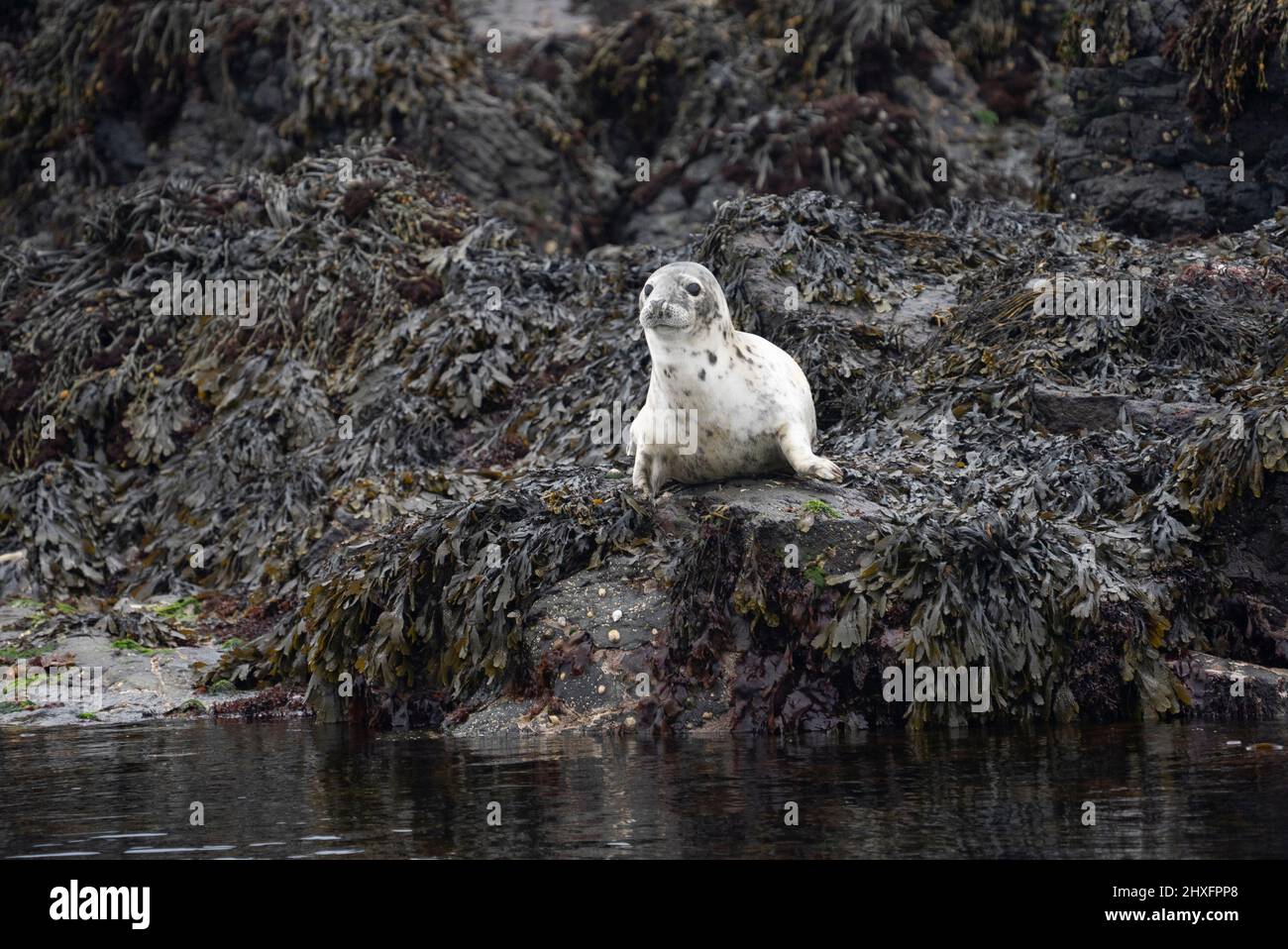 Phoque gris (Halichoerus grypus) sur un rocher dans la mer, îles Treshnish, Écosse Banque D'Images