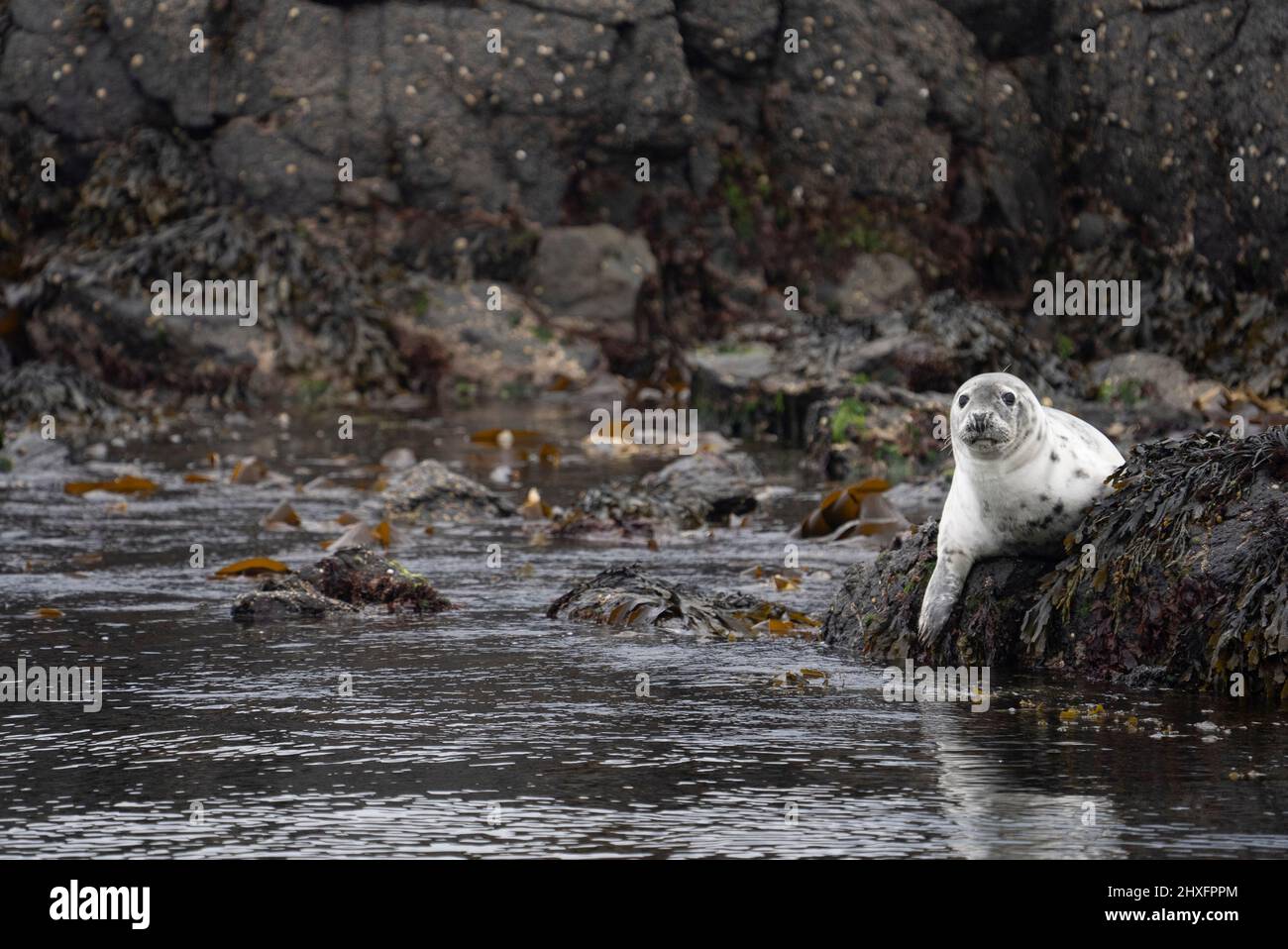 Phoque gris (Halichoerus grypus) sur un rocher dans la mer, îles Treshnish, Écosse Banque D'Images