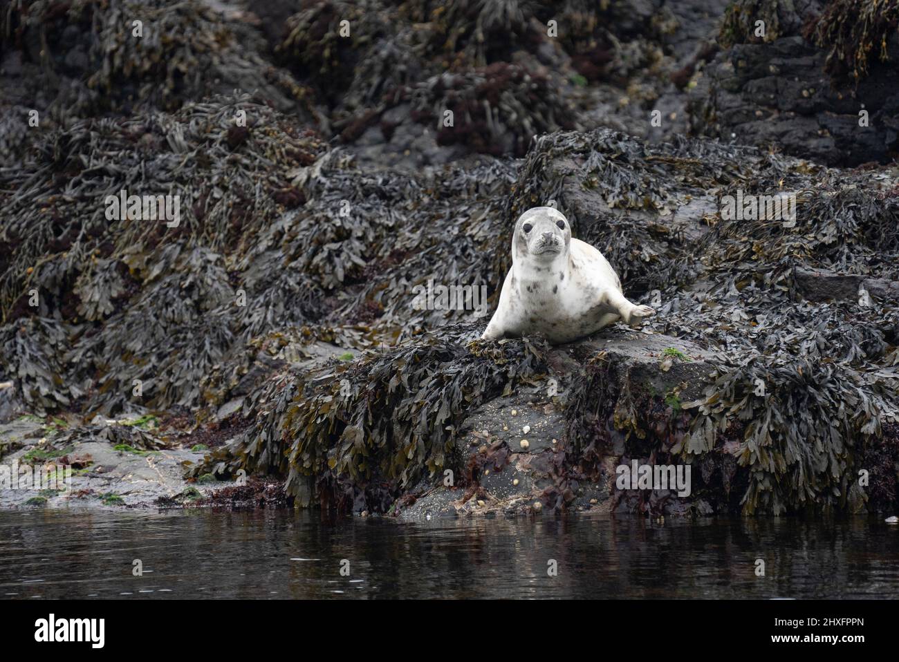 Phoque gris (Halichoerus grypus) sur un rocher dans la mer, îles Treshnish, Écosse Banque D'Images