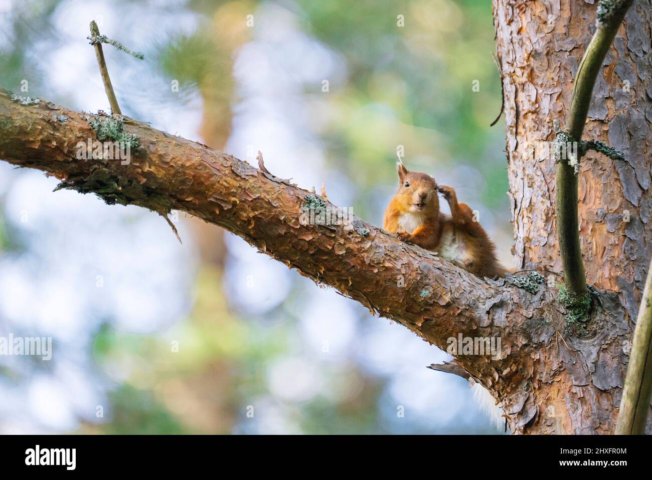 Écureuil roux (Sciurus vulgaris) sur un arbre dans une forêt à Cairngorms, Écosse Banque D'Images