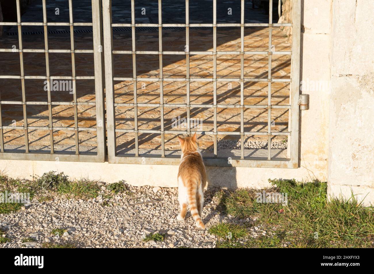 Chat domestique blanc et orange devant une porte fermée avec clôture en grille, explorer la région, Croatie Banque D'Images