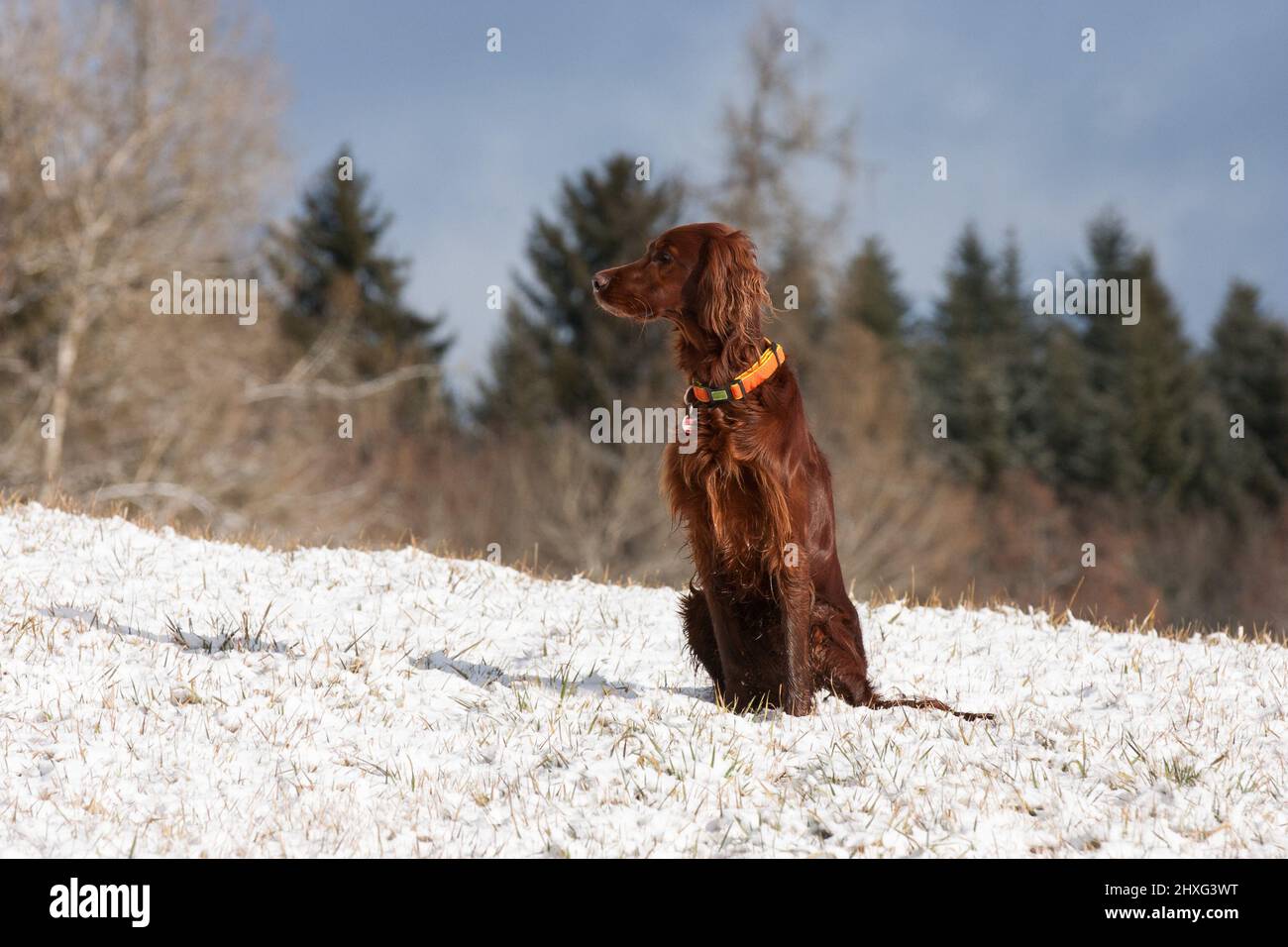 Le Setter irlandais a un aspect distinctif. Son beau manteau long et soyeux est la marque de fabrique de la race, qui illumine une teinte de châtaignier pendant l'hiver enneigé Banque D'Images