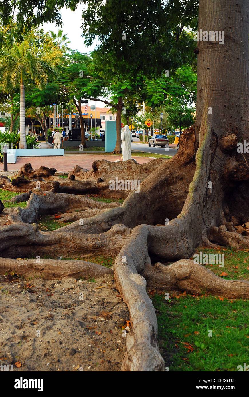 Les racines d'un Banyan Tree tropical dans le quartier Calle Ocho de Miami Banque D'Images