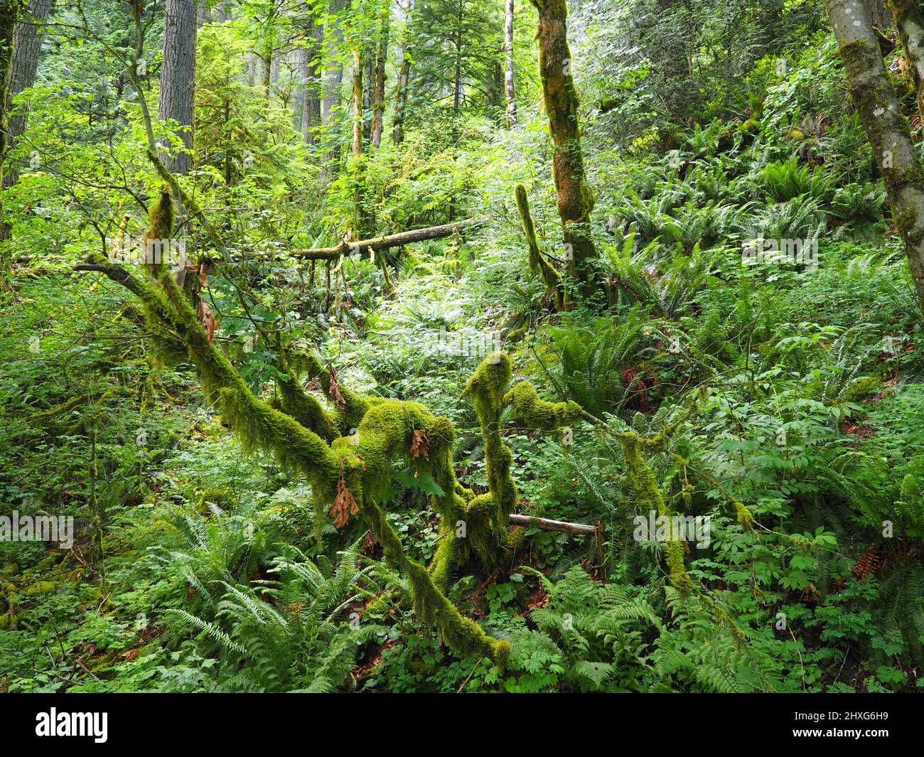 Forêt verte le long du sentier du Pacifique sauvage, île de Vancouver, Colombie-Britannique, Canada. Crédit : Amy Deats/Alamy stock photo Banque D'Images