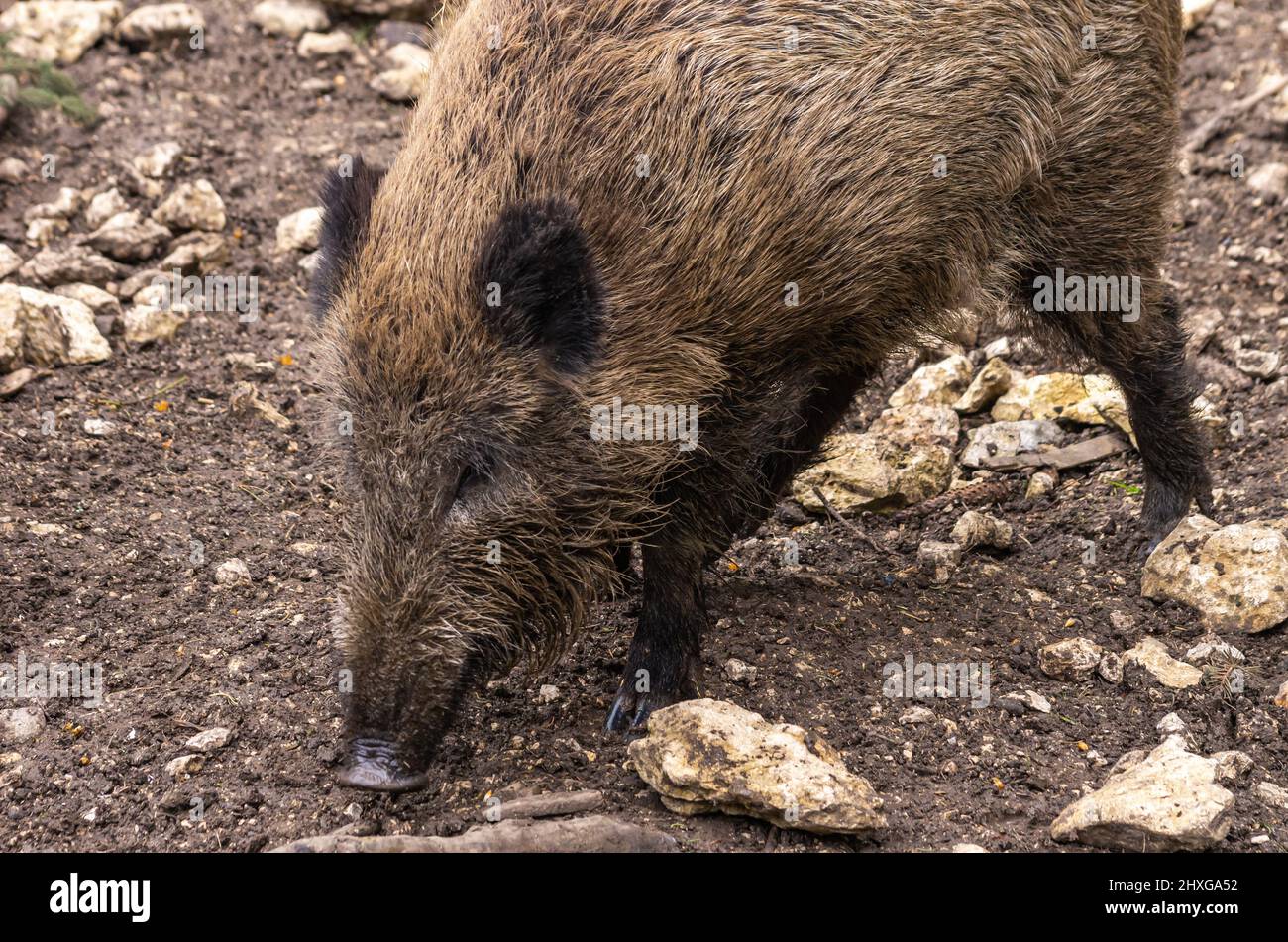 Un porc sauvage gronde sur le sol pour la nourriture. Banque D'Images