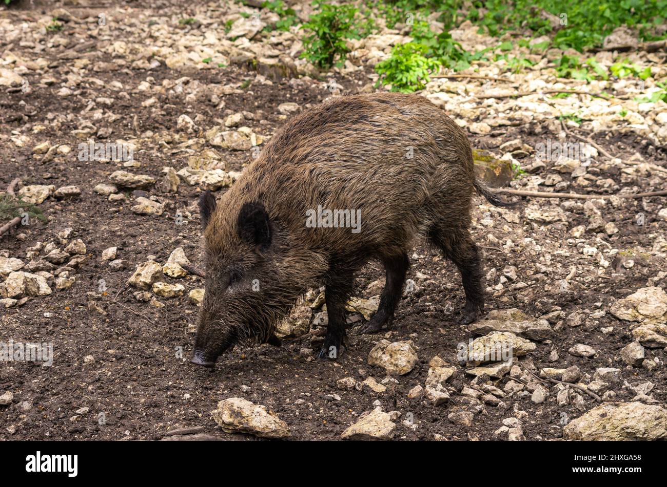 Un porc sauvage gronde sur le sol pour la nourriture. Banque D'Images