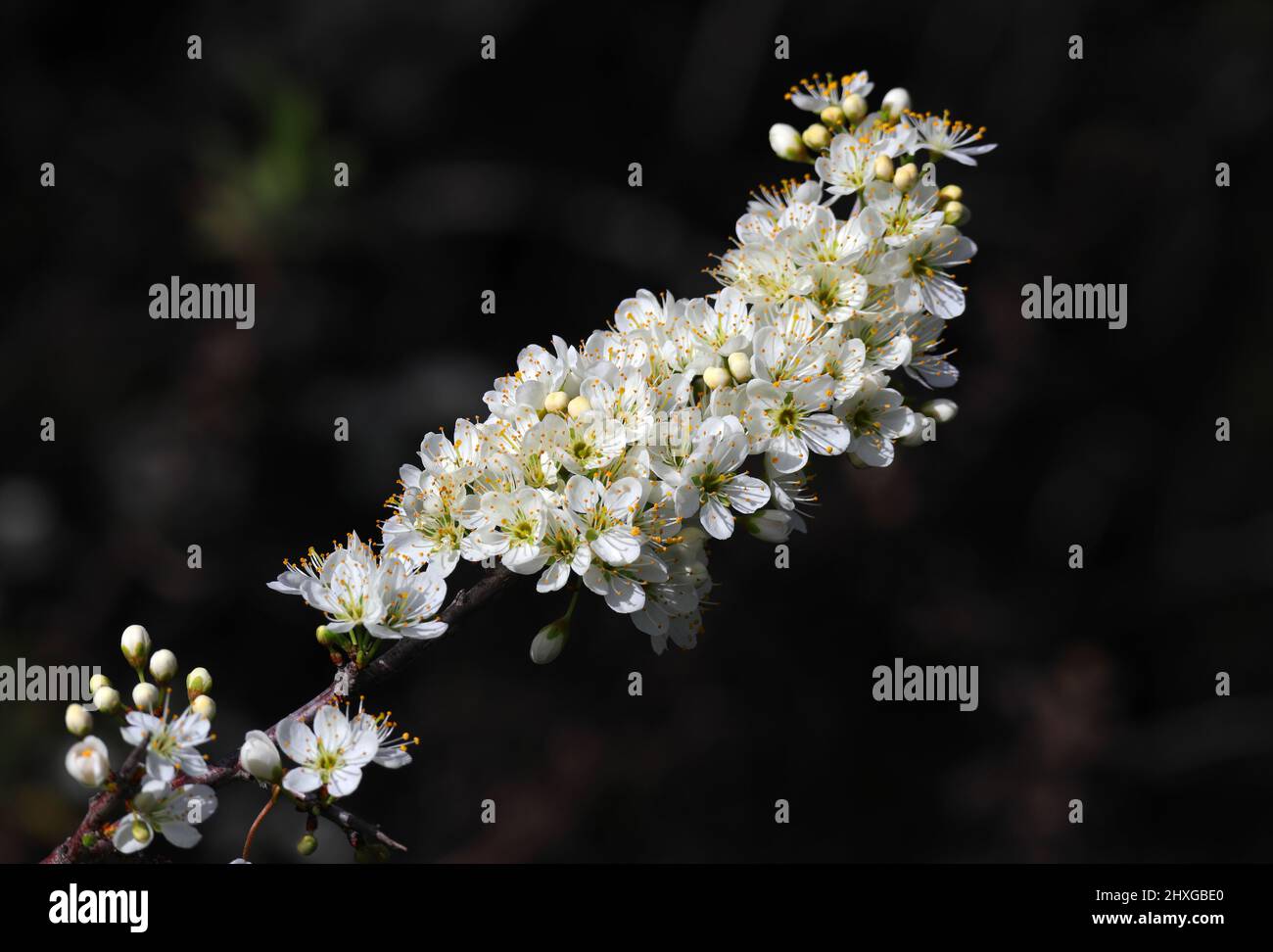 Détail du Bush de Blackthorn en fleur. Prunus Spinosa. Mise au point peu profonde pour l'effet. Printemps - Sintra, Portugal Banque D'Images