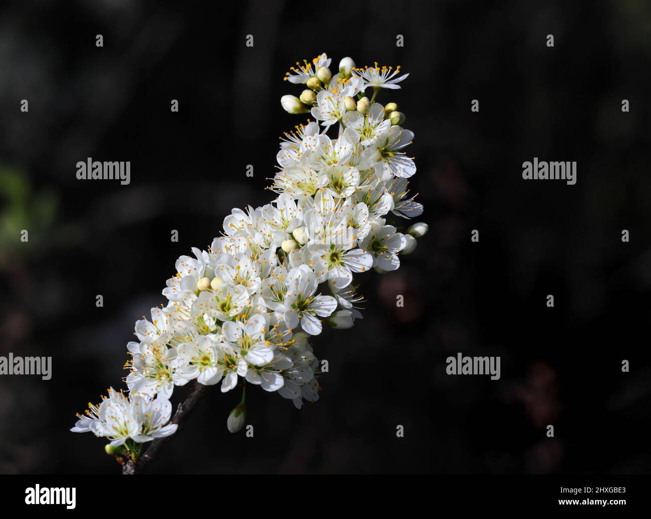 Détail du Bush de Blackthorn en fleur. Prunus Spinosa. Mise au point peu profonde pour l'effet. Printemps - Sintra, Portugal Banque D'Images