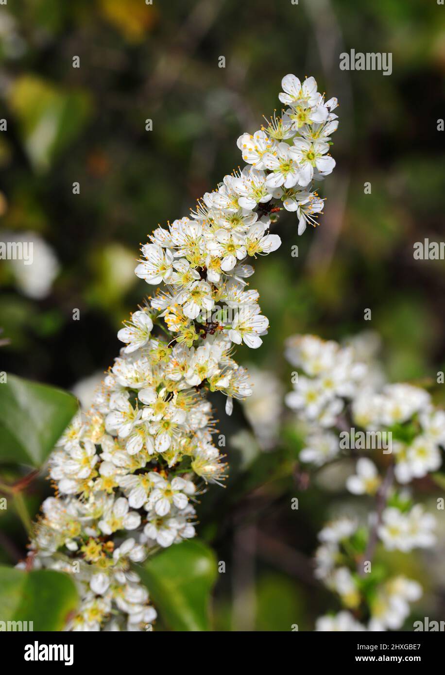 Détail du Bush de Blackthorn en fleur. Prunus Spinosa. Mise au point peu profonde pour l'effet. Printemps - Sintra, Portugal Banque D'Images