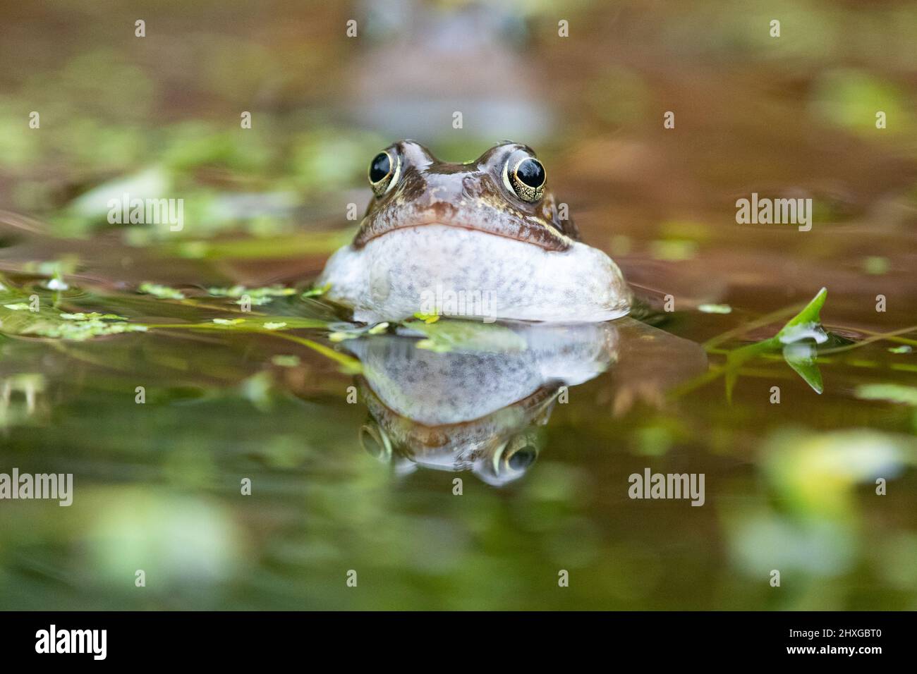 Killéarn, Stirling, Écosse, Royaume-Uni. 12th mars 2022. Météo au Royaume-Uni - une grenouille appelant un compagnon dans un étang de jardin à Killén crédit: Kay Roxby/Alay Live News Banque D'Images