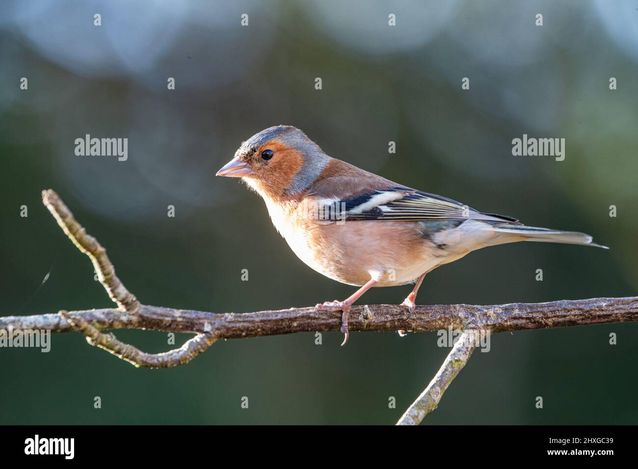 Chaffinch mâle ( Fringilla coelebs) sur une branche, Inverurie, Aberdeenshire, Écosse, Royaume-Uni Banque D'Images