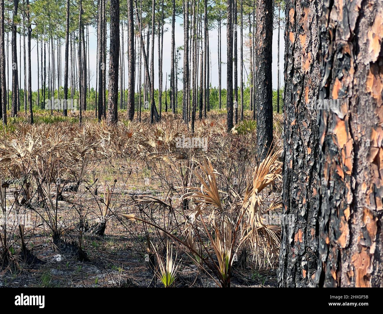 Les palmettos et les pins vus montrent les effets d'une brûlure récemment prescrite à la réserve naturelle nationale d'Okefenokee près de Folkston, Géorgie, États-Unis. Banque D'Images