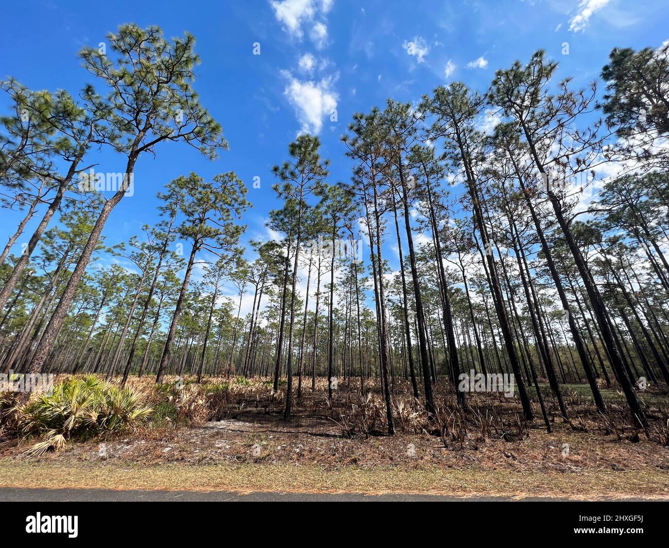 Les palmettos et les pins vus montrent les effets d'une brûlure récemment prescrite à la réserve naturelle nationale d'Okefenokee près de Folkston, Géorgie, États-Unis. Banque D'Images