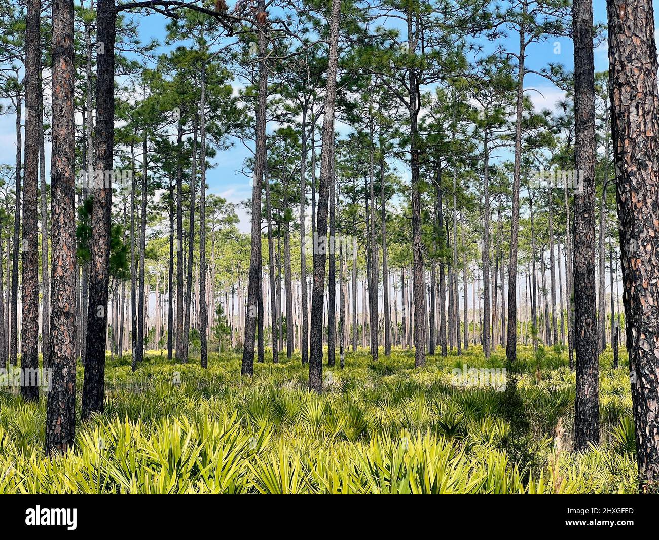 Les palmettos et les pins vus montrent les effets d'une brûlure récemment prescrite à la réserve naturelle nationale d'Okefenokee près de Folkston, Géorgie, États-Unis. Banque D'Images