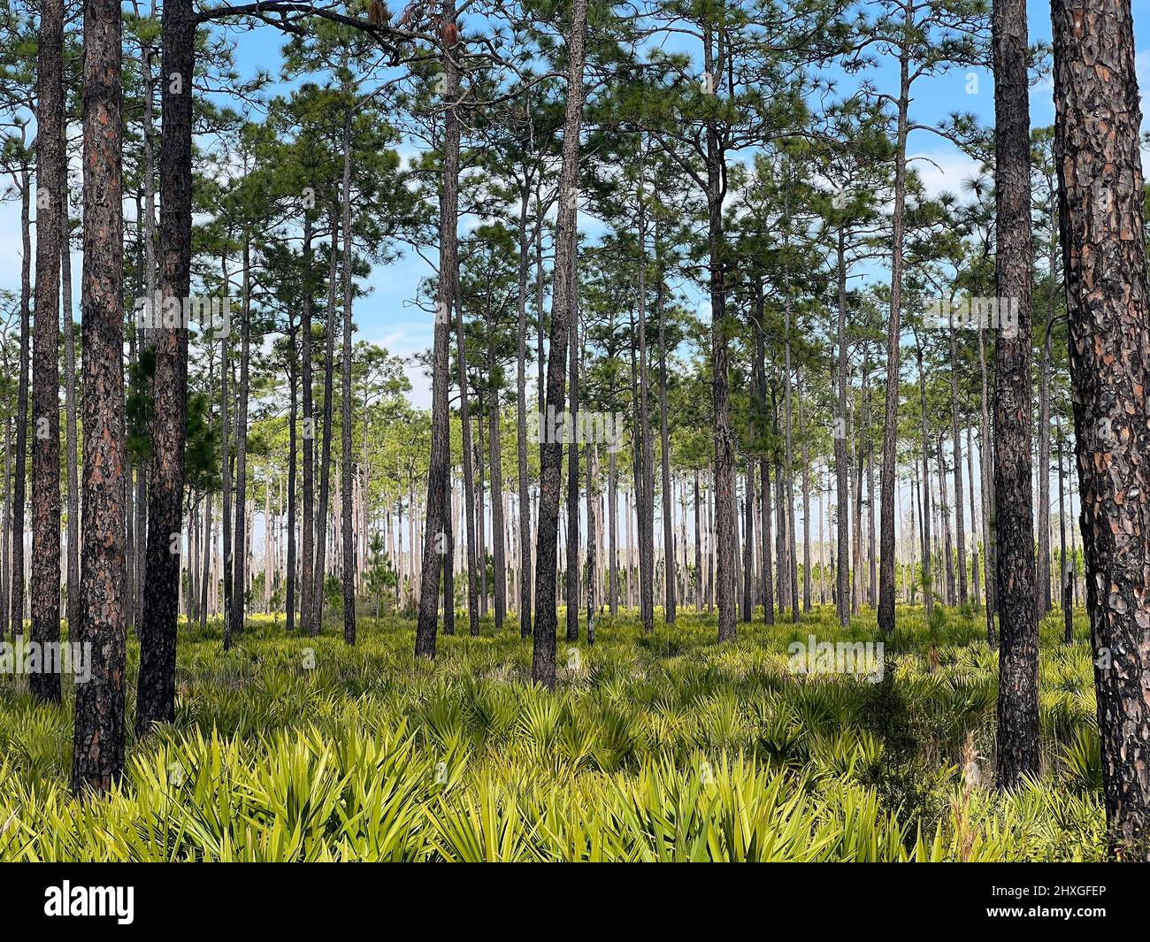 Les palmettos et les pins vus montrent les effets d'une brûlure récemment prescrite à la réserve naturelle nationale d'Okefenokee près de Folkston, Géorgie, États-Unis. Banque D'Images
