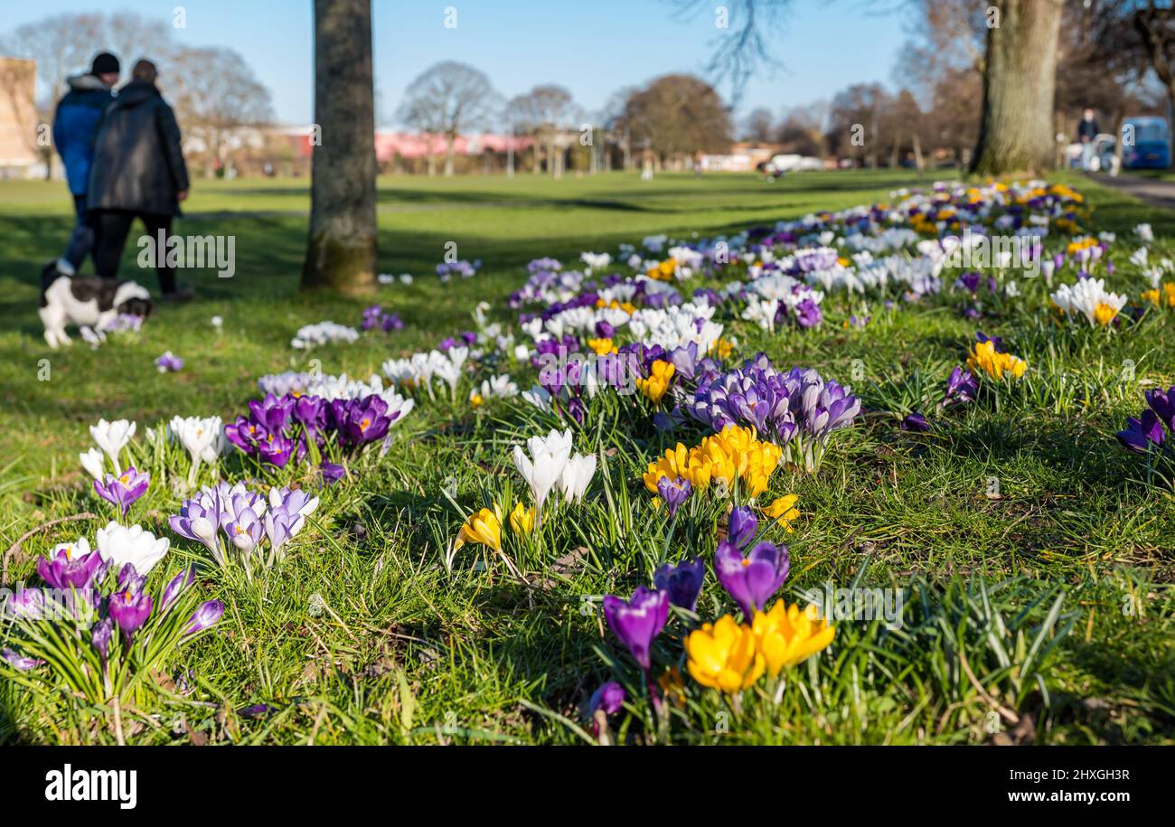 Couple marchant devant un chien coloré crocuses en pleine floraison poussant dans l'herbe au soleil de printemps, Leith Links, Édimbourg, Écosse, Royaume-Uni Banque D'Images