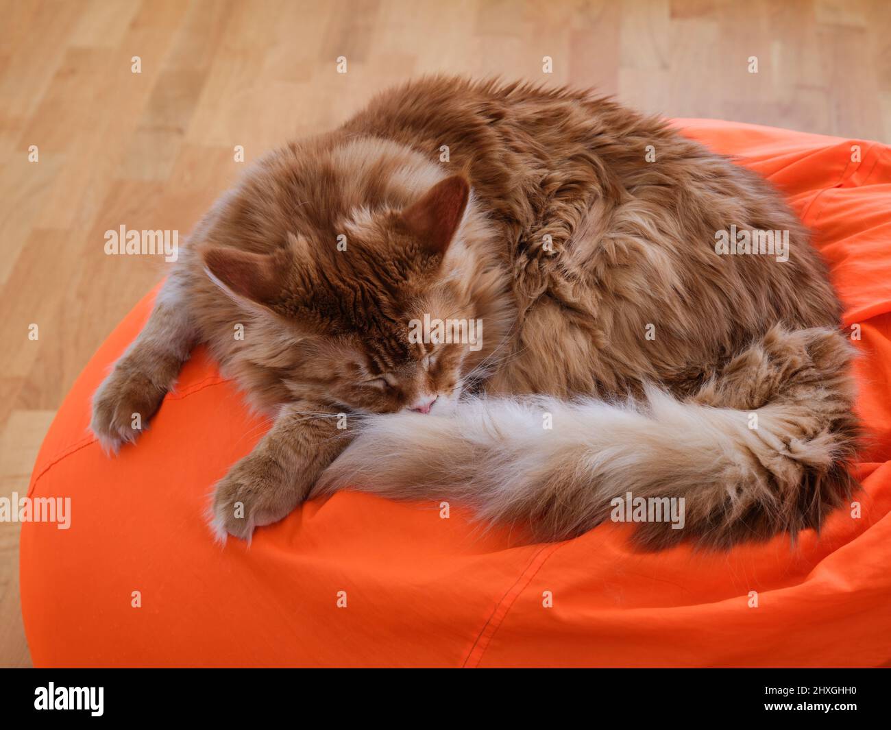 Un chat de maine coon rouge dormant sur une chaise de sac de haricot orange. Gros plan. Banque D'Images