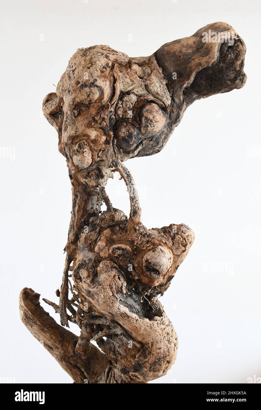 Driftwood recueilli à Millook Haven Cornwall Banque D'Images