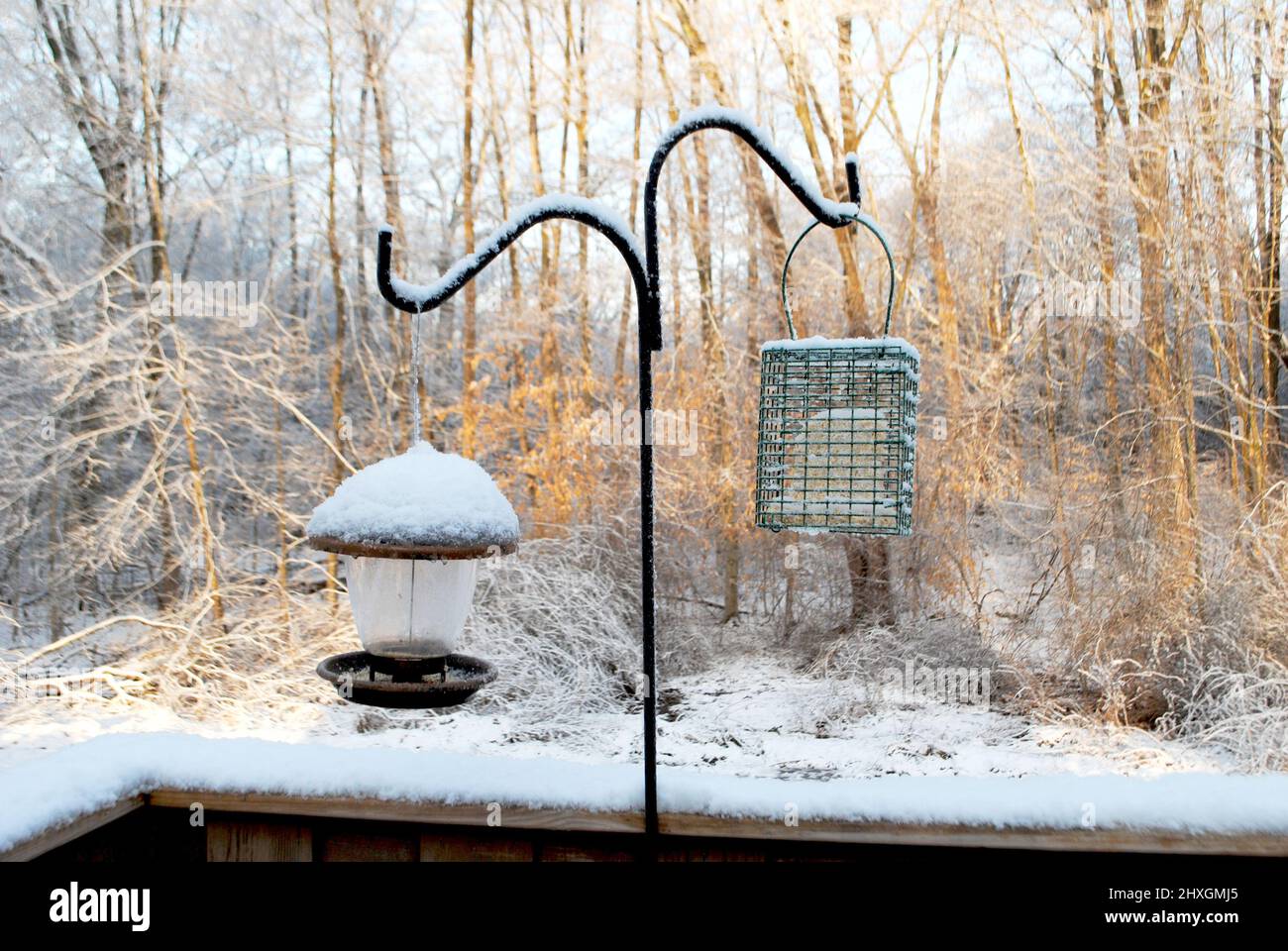 Les oiseaux glacés se mangeoires après une tempête d'hiver Banque D'Images