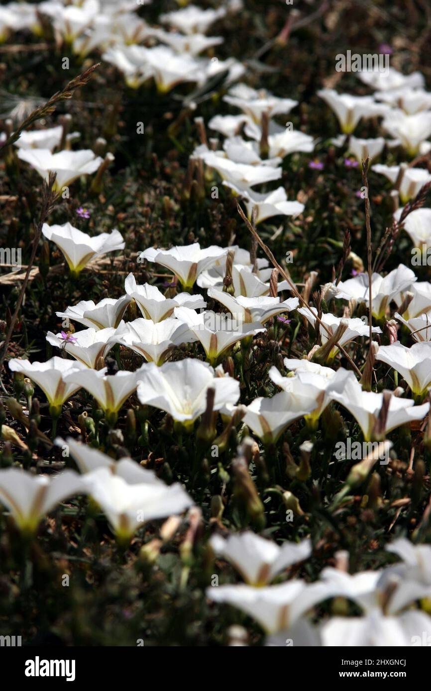 Gros plan de fleurs de trompette blanches avec verdure dans un Meadow Banque D'Images
