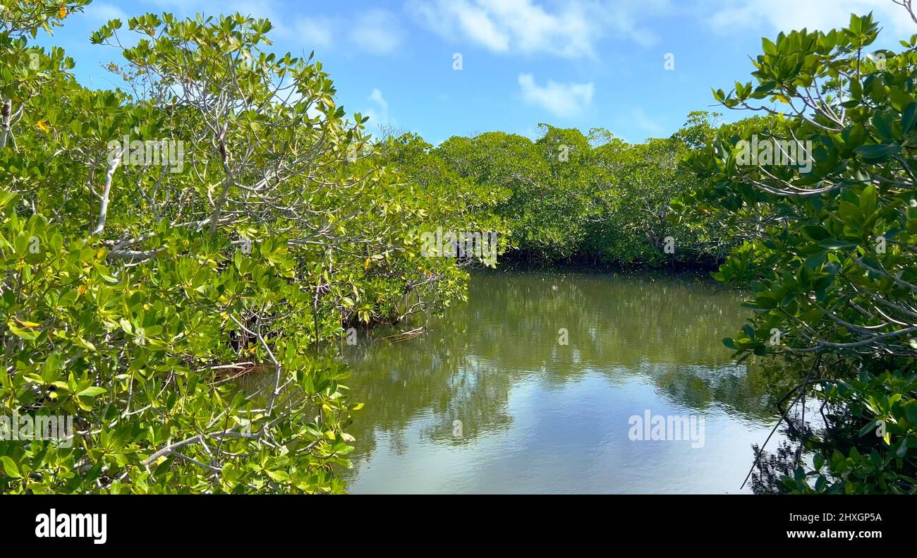 Belle forêt de mangroves en Floride - nature pure Banque D'Images
