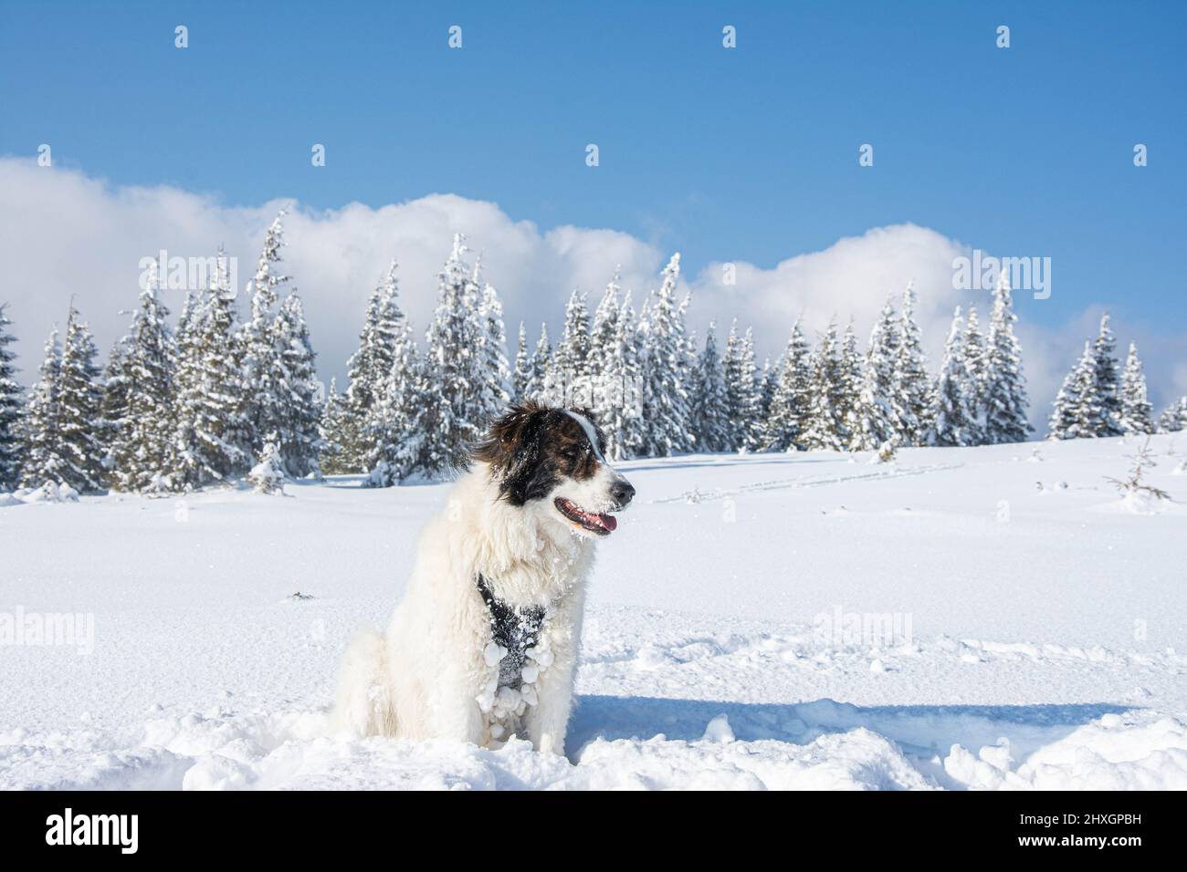 Chien blanc s'amuser dans la neige fraîche hiver s'amuser avec les animaux, chien debout sur une terre enneigée Banque D'Images