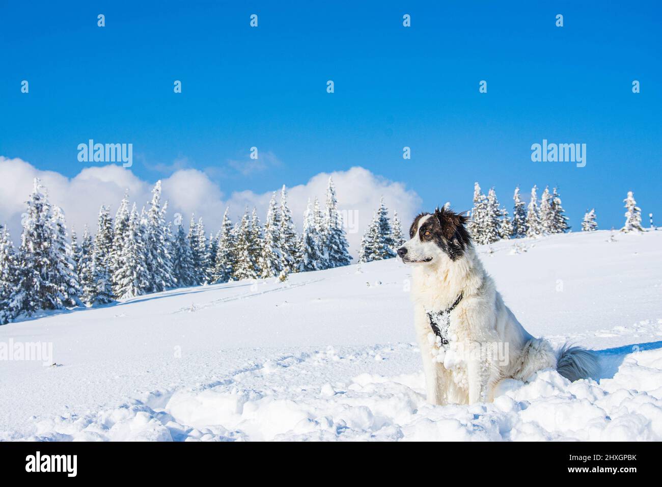 Chien blanc s'amuser dans la neige fraîche hiver s'amuser avec les animaux, chien debout sur une terre enneigée Banque D'Images