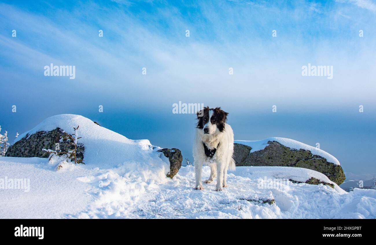 Chien blanc s'amuser dans la neige fraîche hiver s'amuser avec les animaux, chien debout sur une terre enneigée Banque D'Images