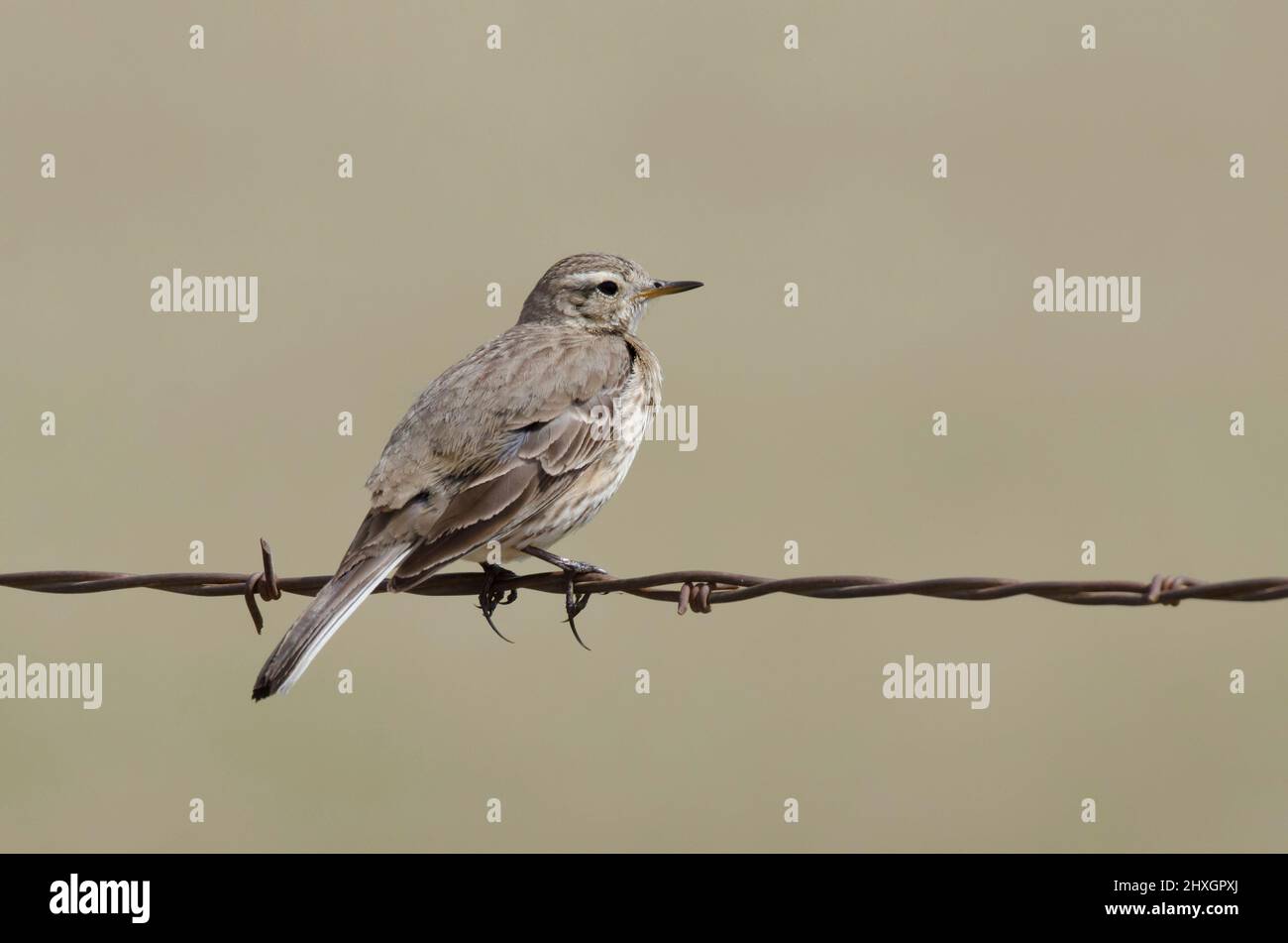 American Pipit, Anthus rubescens, perchée sur une clôture barbelé Banque D'Images