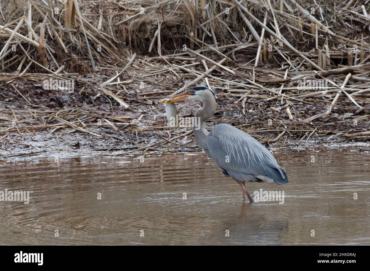 Grand héron bleu, Ardea herodias, avec des proies fraîchement pêchées Banque D'Images