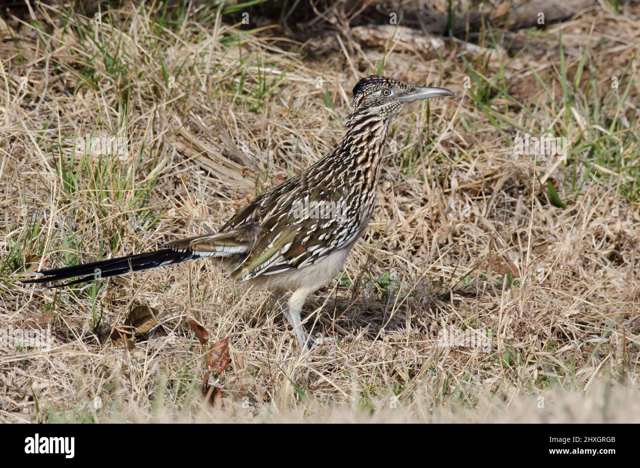 Roadrunner Geococcyx californianus, plus Banque D'Images