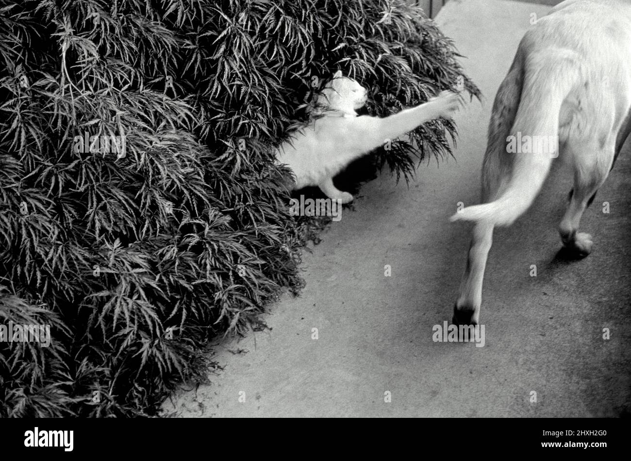 Cachette de chat dans les buissons devant le chien (noir et blanc) Banque D'Images