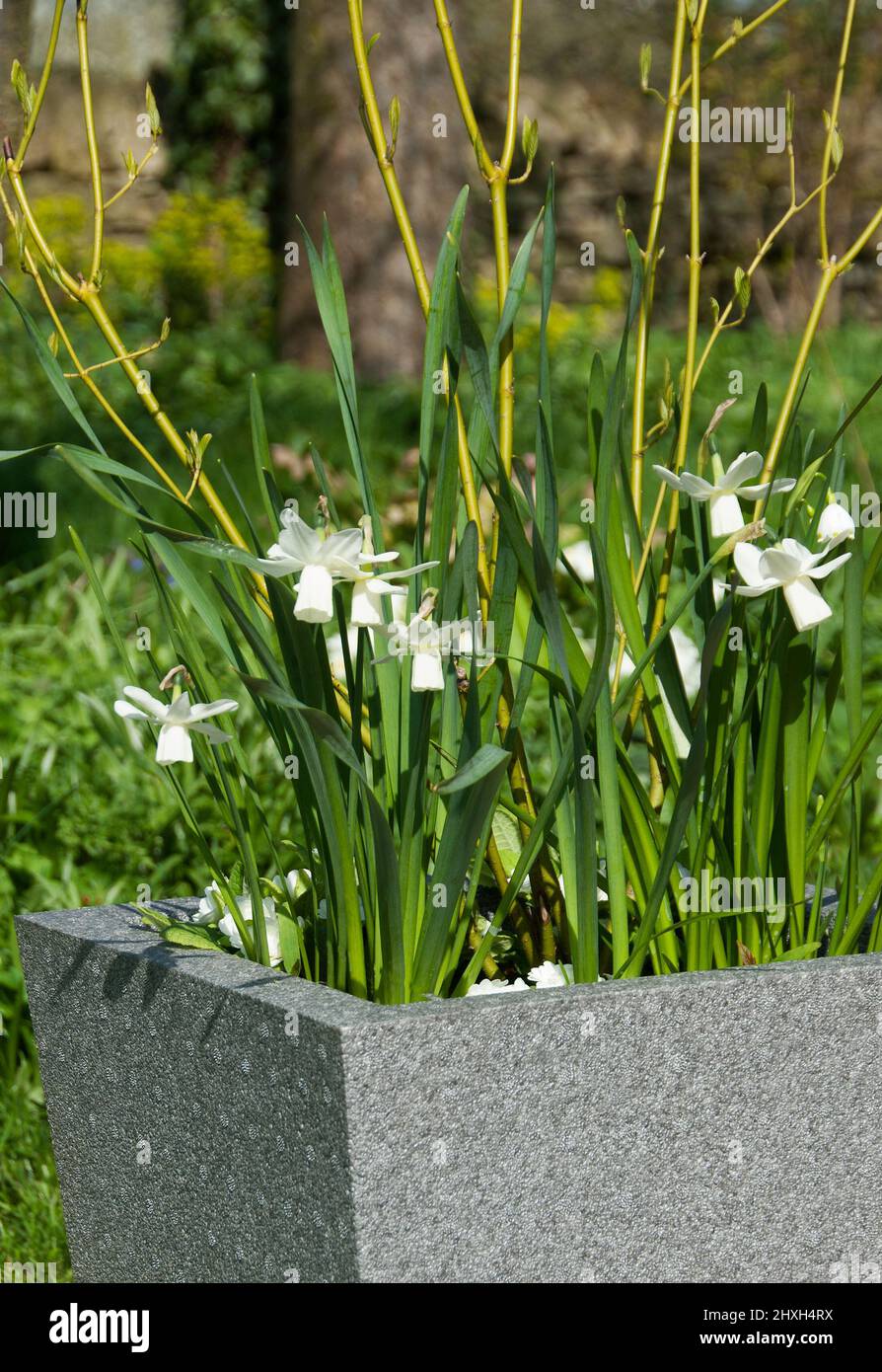 Une marmite à tiges de couleur vert lime Cornus stolonifera , jonquilles blanches Narcissus 'Ice Wings', flocon de neige de printemps Leucojum aestivum, droit avec lim- Banque D'Images