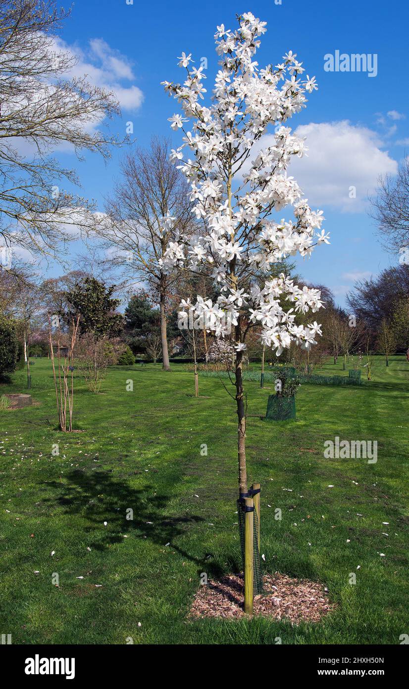 Magnolia x loebneri 'donna' Banque D'Images