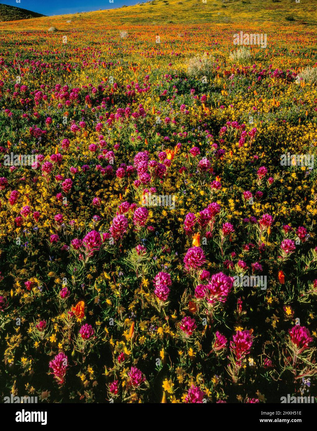 Les hiboux de trèfle, de coquelicots, Antelope Valley California Poppy, comté de Kern, en Californie Banque D'Images