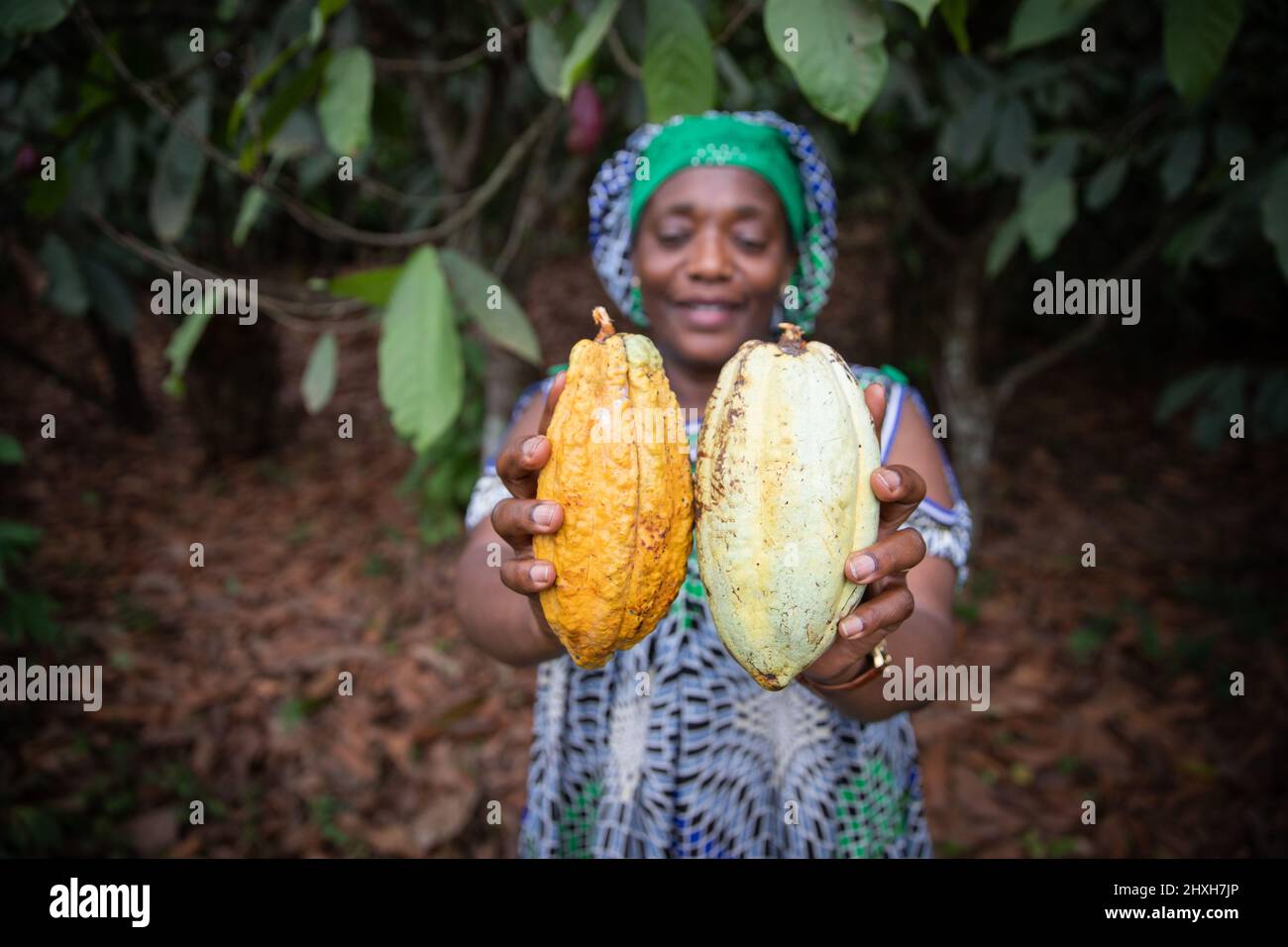 Gros plan de deux gousses de cacao tenues dans la main par un agriculteur, concentrez-vous sur les gousses de cacao et l'arrière-plan hors du foyer Banque D'Images