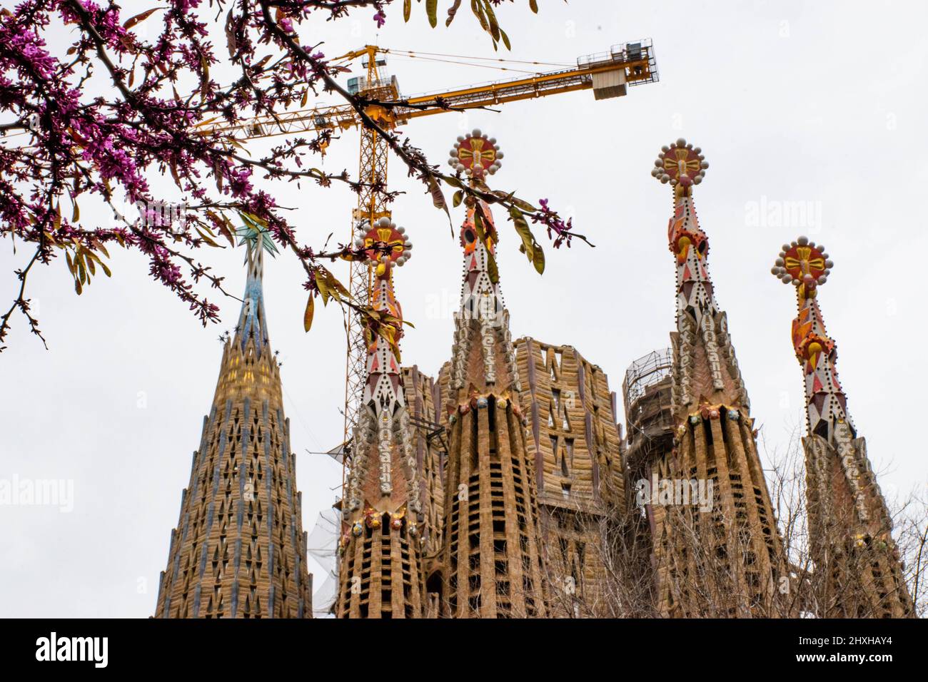 Barcelone, Espagne. 11th mars 2022. Des fleurs sont vues à Barcelone, Espagne, le 11 mars 2022. Credit: Qing Shenglan/Xinhua/Alay Live News Banque D'Images