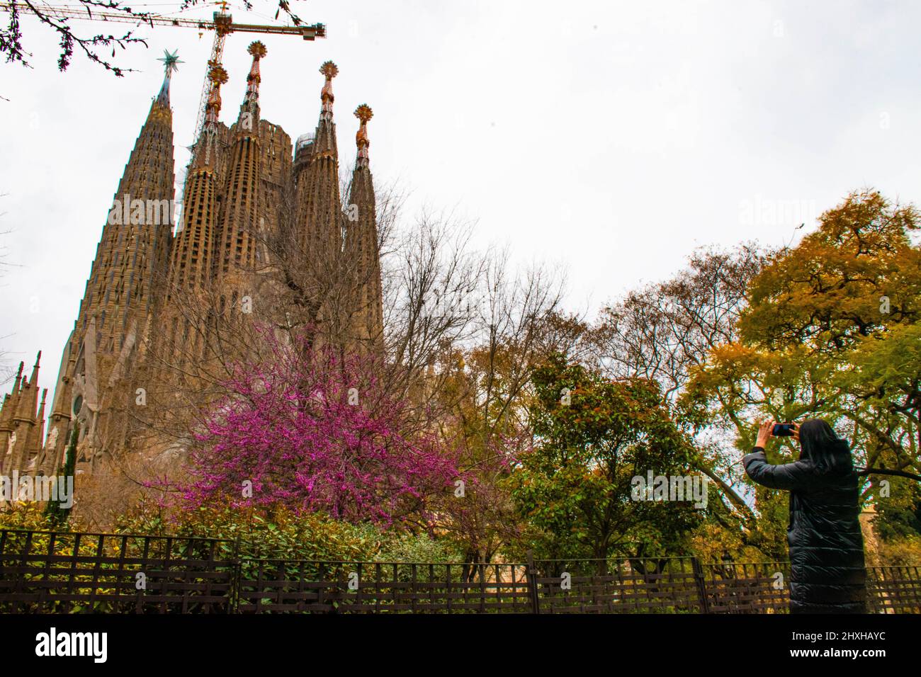 Barcelone, Espagne. 11th mars 2022. Des fleurs sont vues à Barcelone, Espagne, le 11 mars 2022. Credit: Qing Shenglan/Xinhua/Alay Live News Banque D'Images