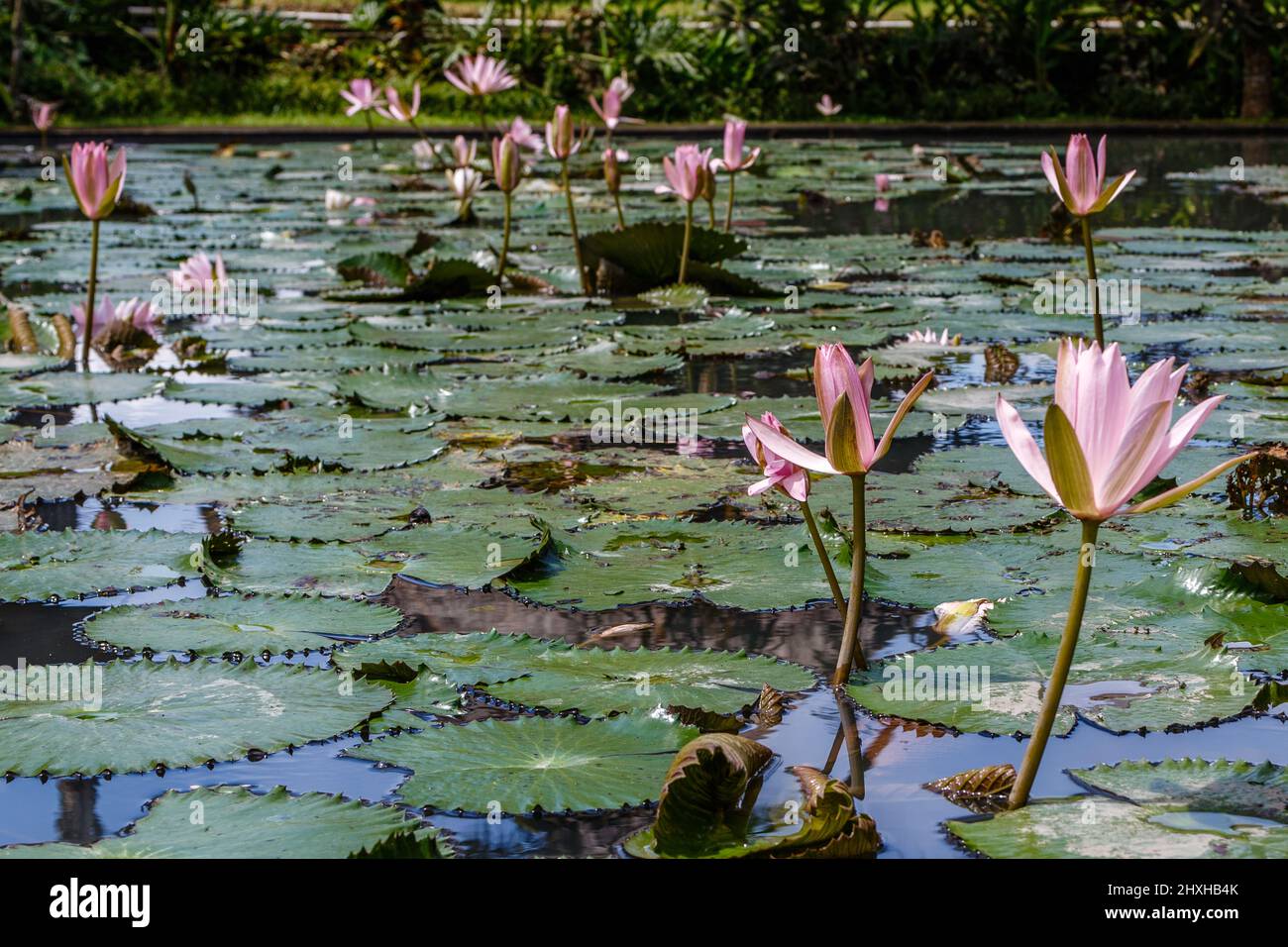 Fleur rose eau Lilly dans l'étang, Ubud, Bali, Indonésie. Banque D'Images
