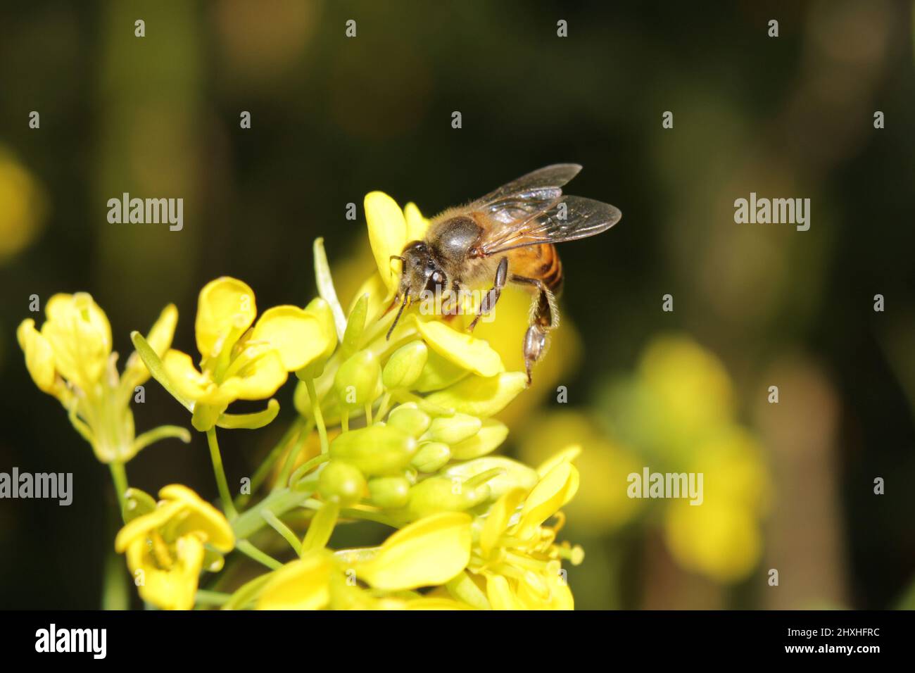 Abeille sur fleur de moutarde. Banque D'Images