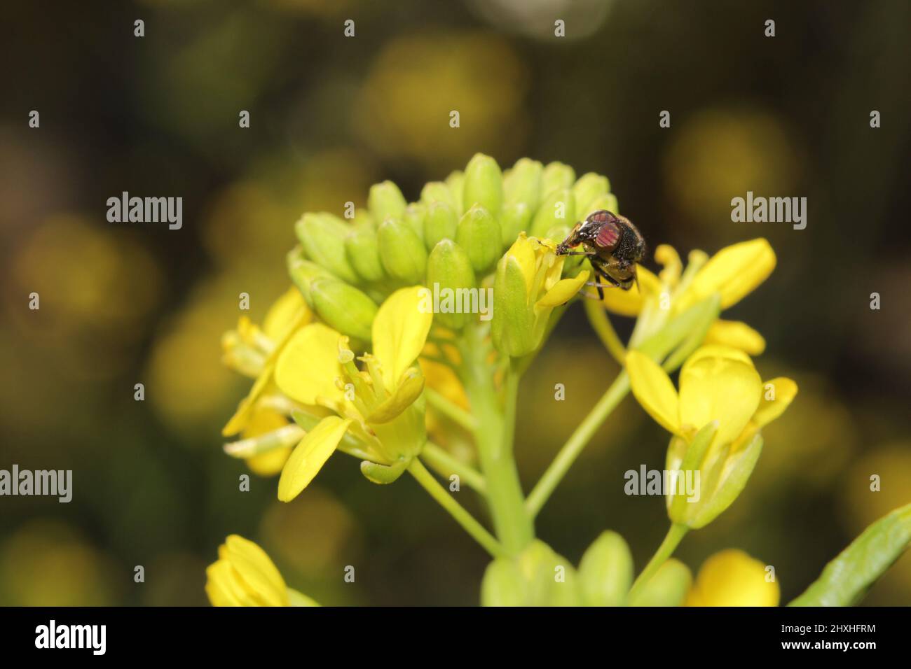 Abeille sur fleur de moutarde. Banque D'Images