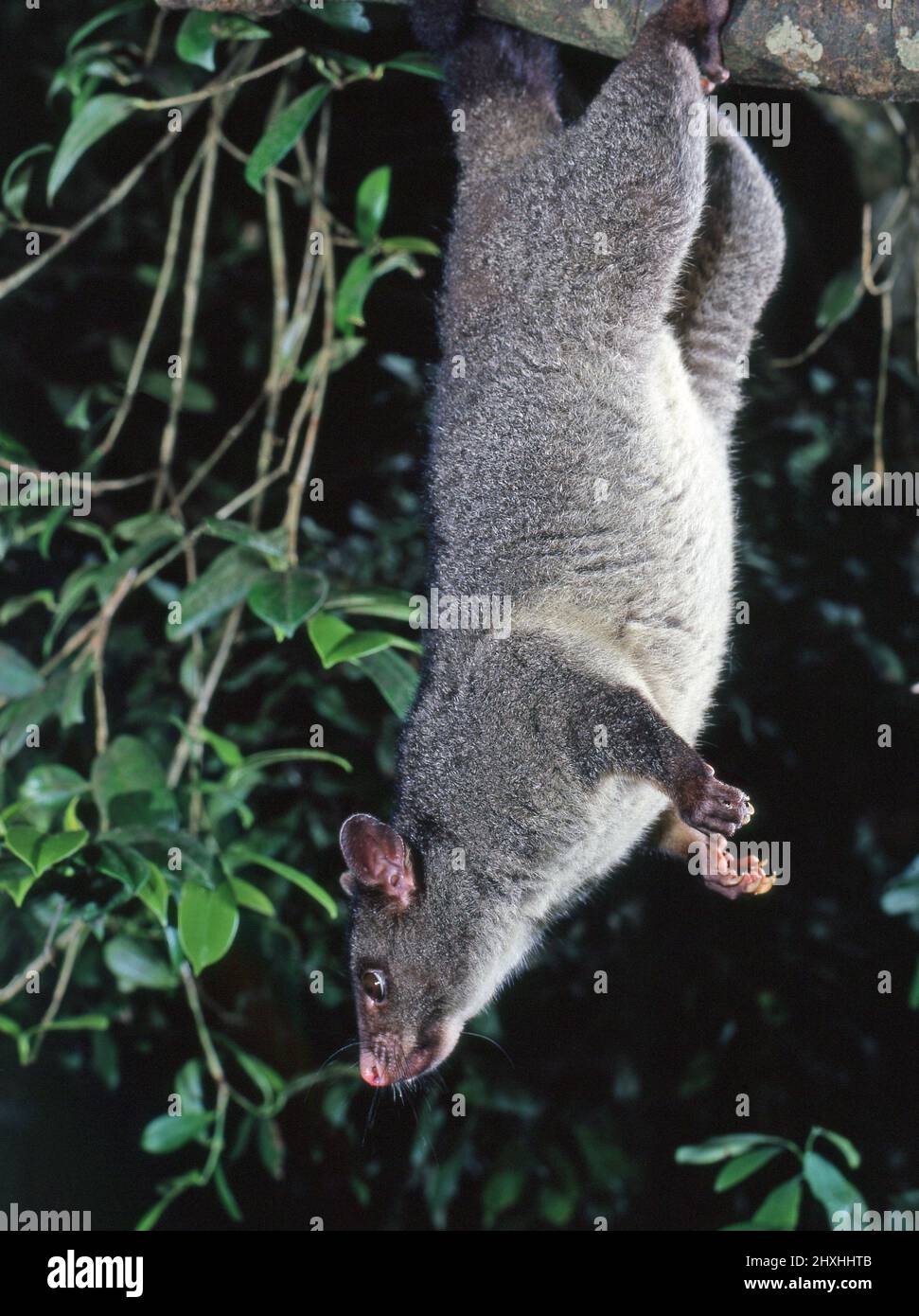 MONTAGNE BRUSHTAIL POSSUM ACCROCHÉE À UN ARBRE DANS LE PARC NATIONAL DE LAMINGTON. Banque D'Images