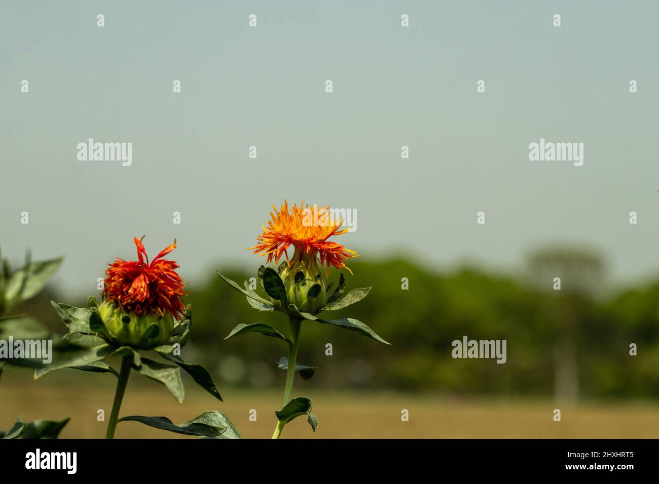 Il s'agit d'une usine de Rouge ou de Safflower Oil. Cette espèce est une plante annuelle ou biennale de la famille des Asteraceae et l'arbre a tellement de noms communs i Banque D'Images